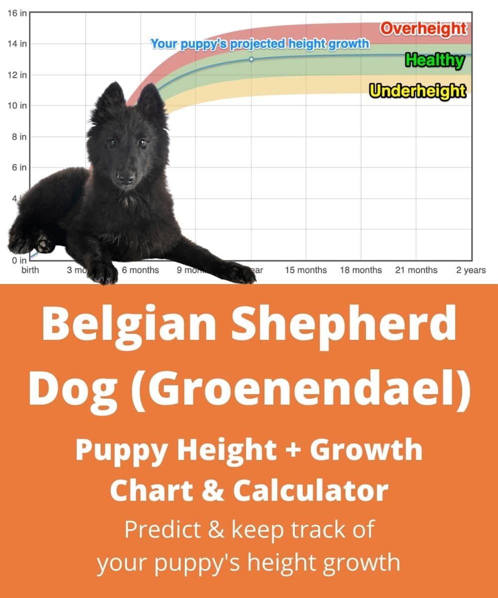 belgian-shepherd-dog-groenendael Puppy height Growth Chart